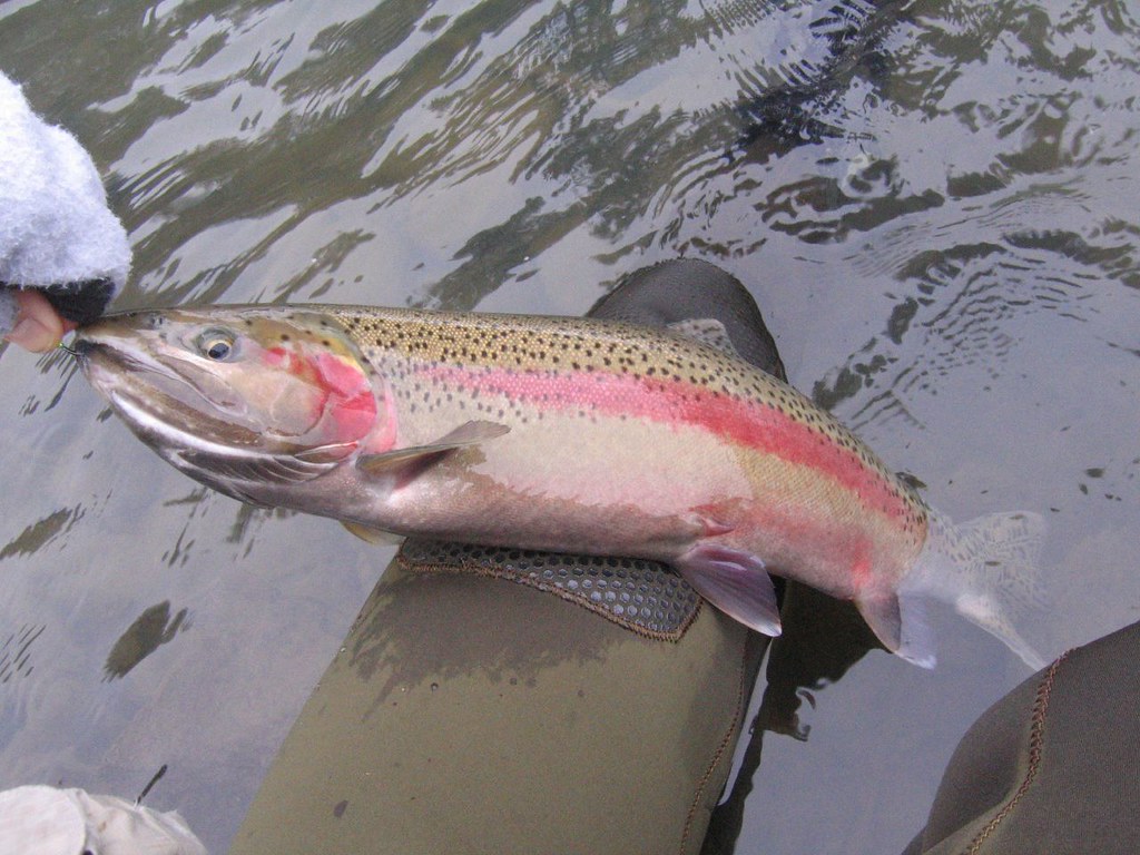 Steelhead