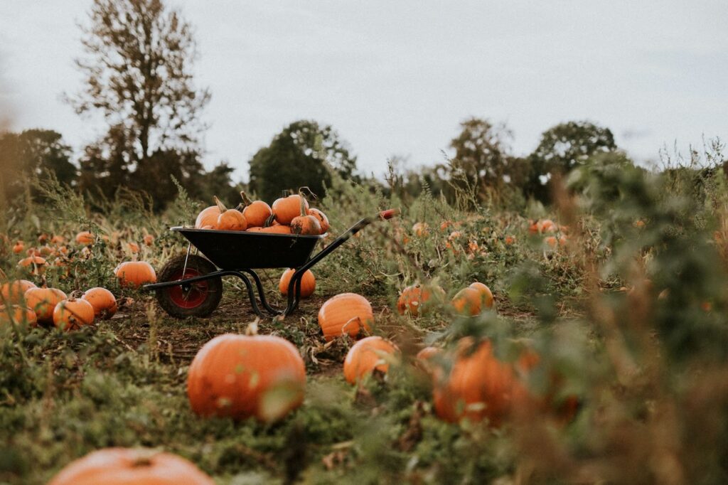 Pumpkins in a wheelbarrow