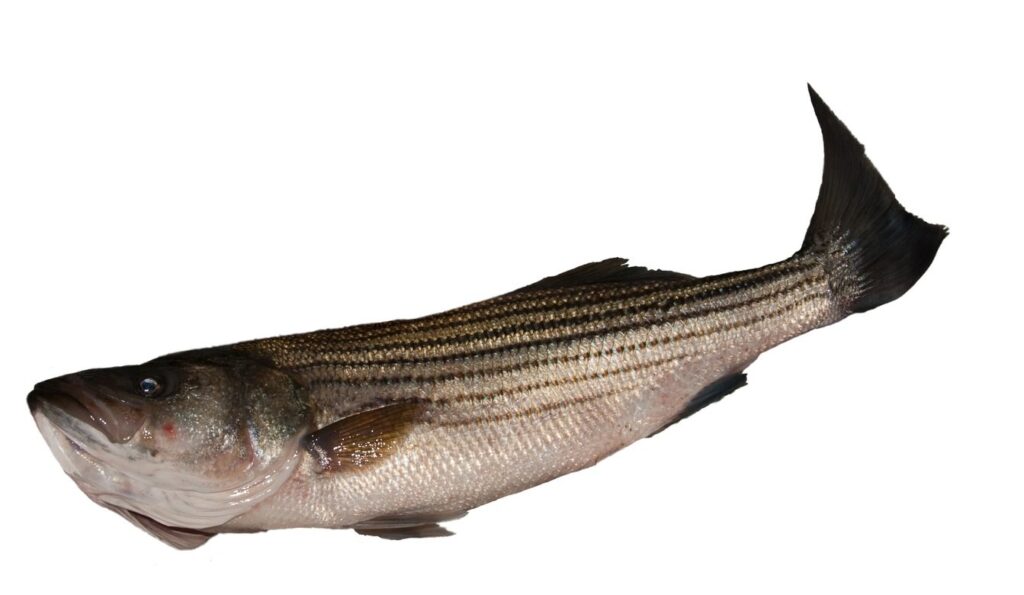 Striped Bass