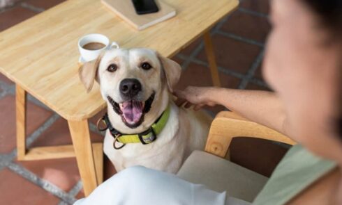 A happy Labrador sits beside a coffee cup on a table, gazing up at someone