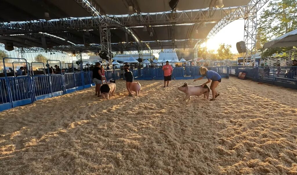 Pigs roam in a pen at sunset during the Sacramento Fair 2022