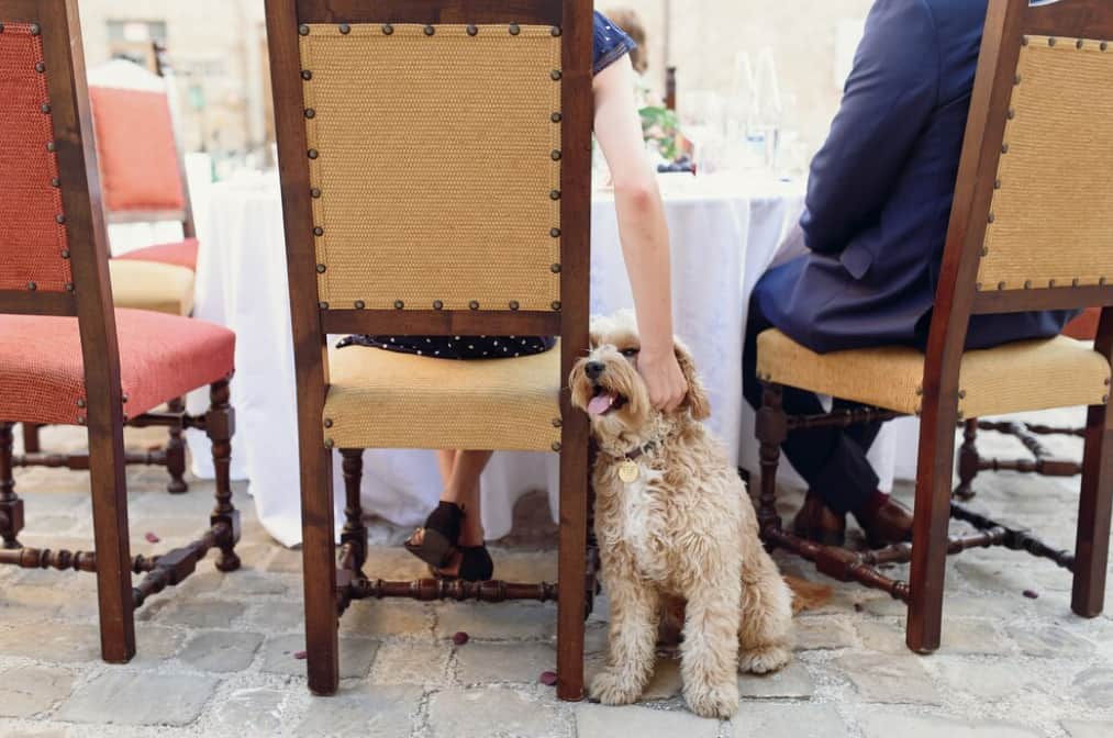 A small dog peeks out between chairs at an outdoor dining event